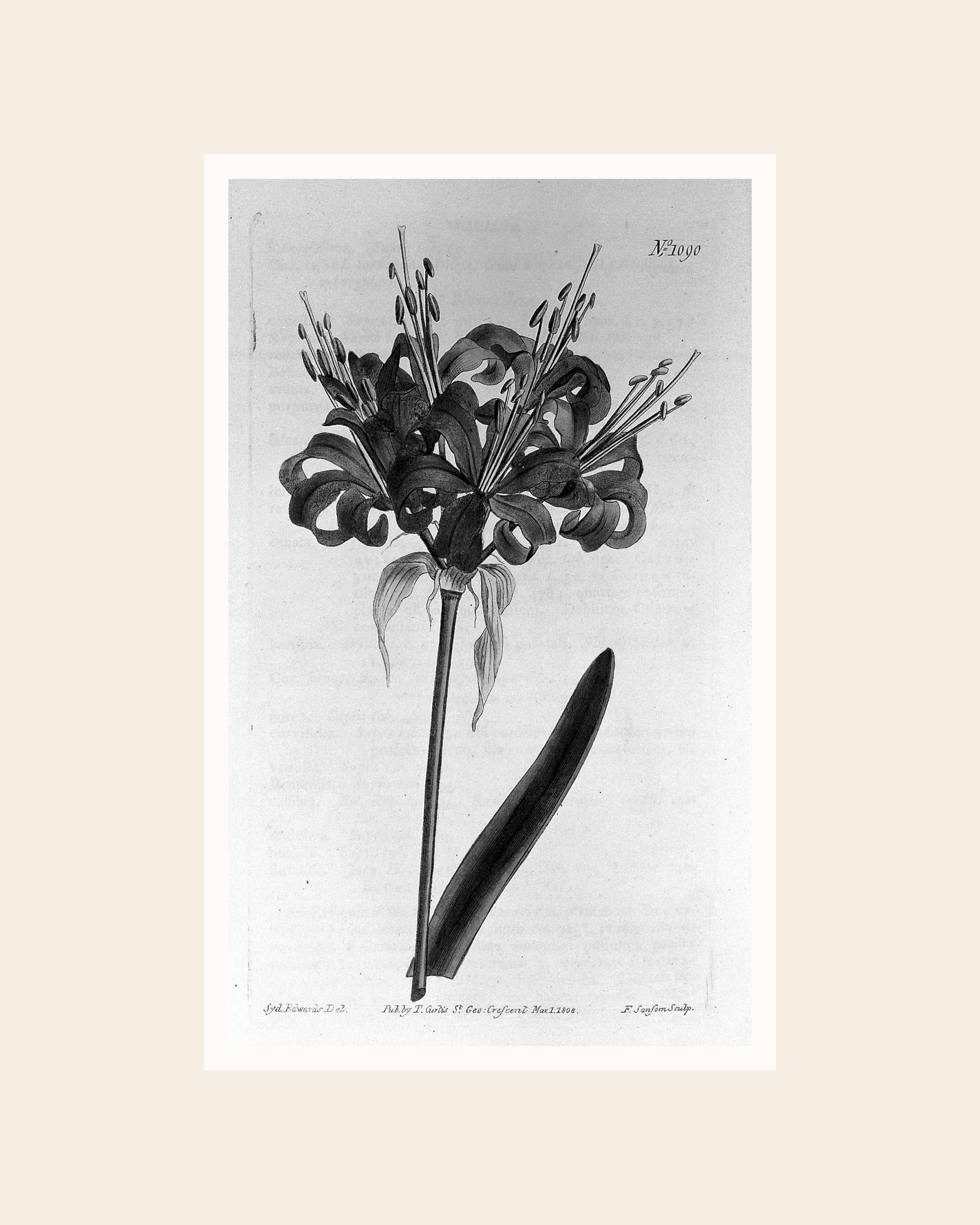 Vintage Amaryllis Botanical Print