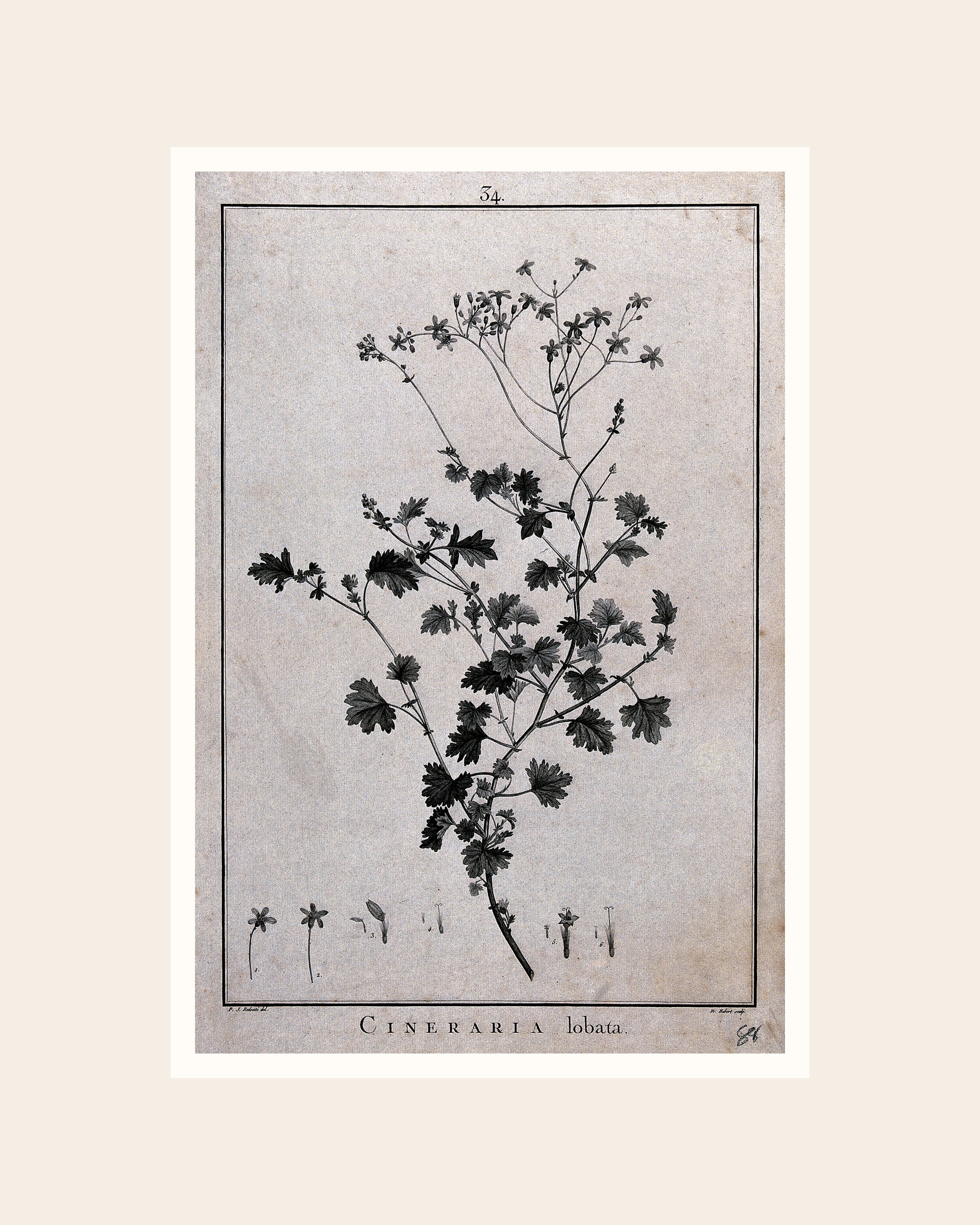 Vintage Cineraria Botanical Print