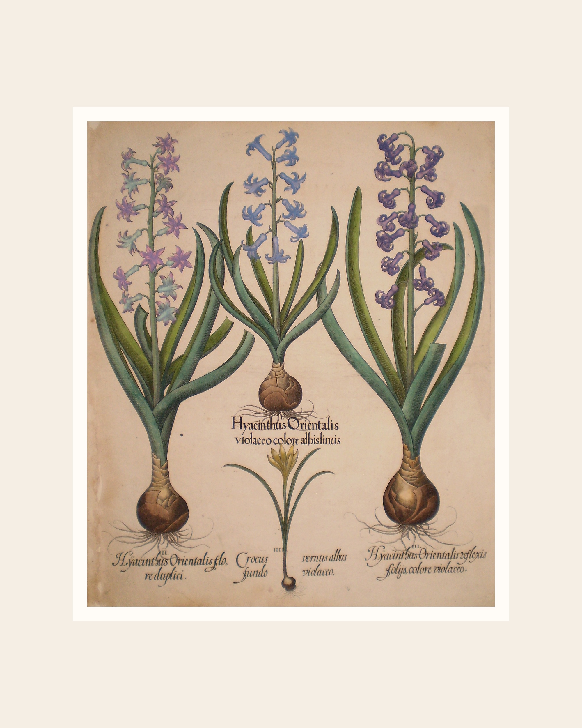 Vintage Hyacinth Botanical Print