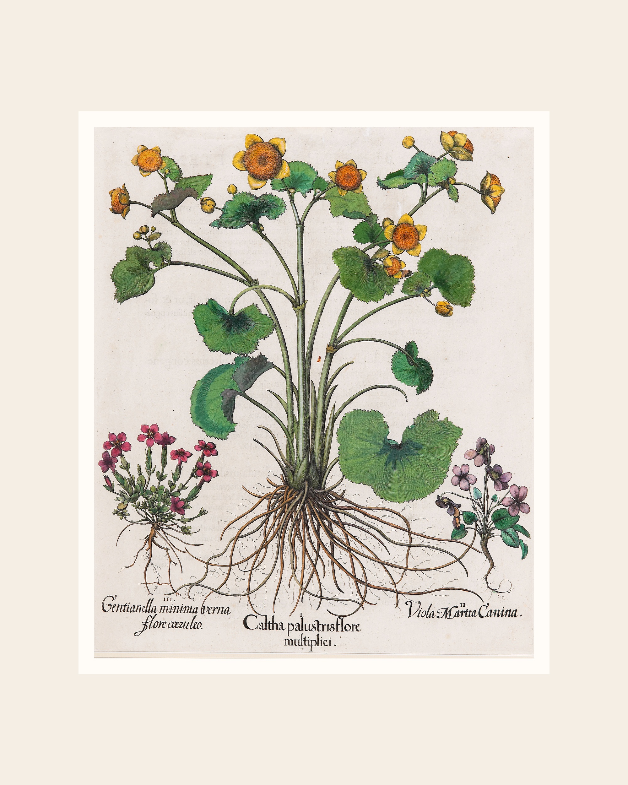 Vintage Marsh Marigold Botanical Print