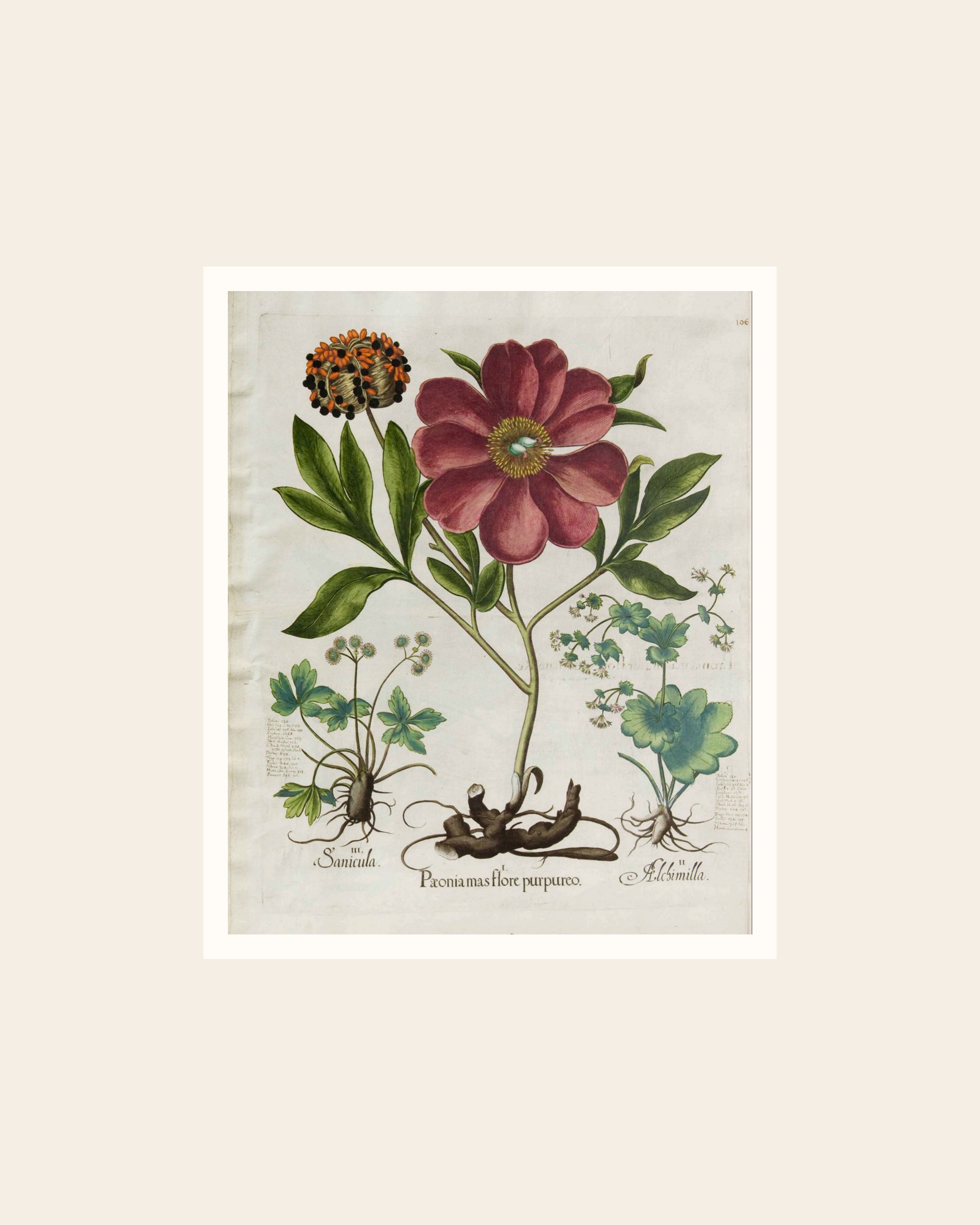 Vintage Peony Botanical Print
