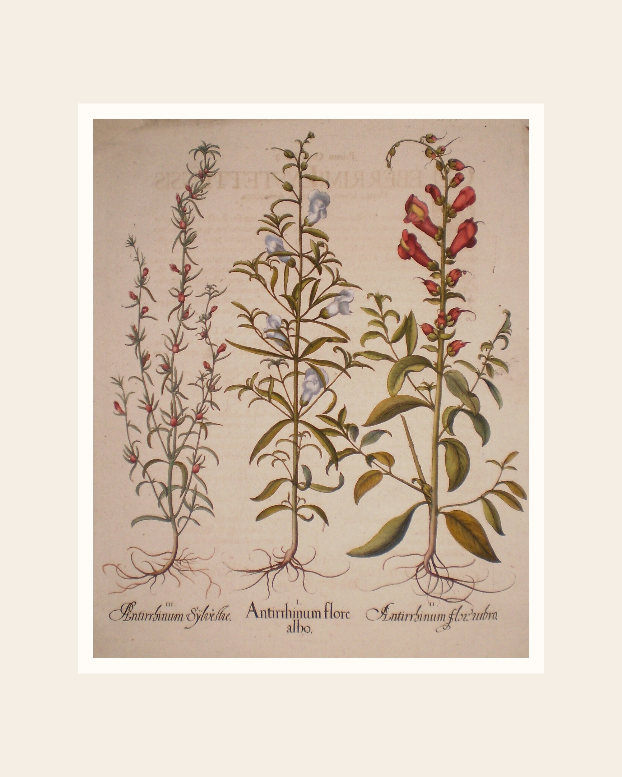 Vintage Snapdragon Botanical Print