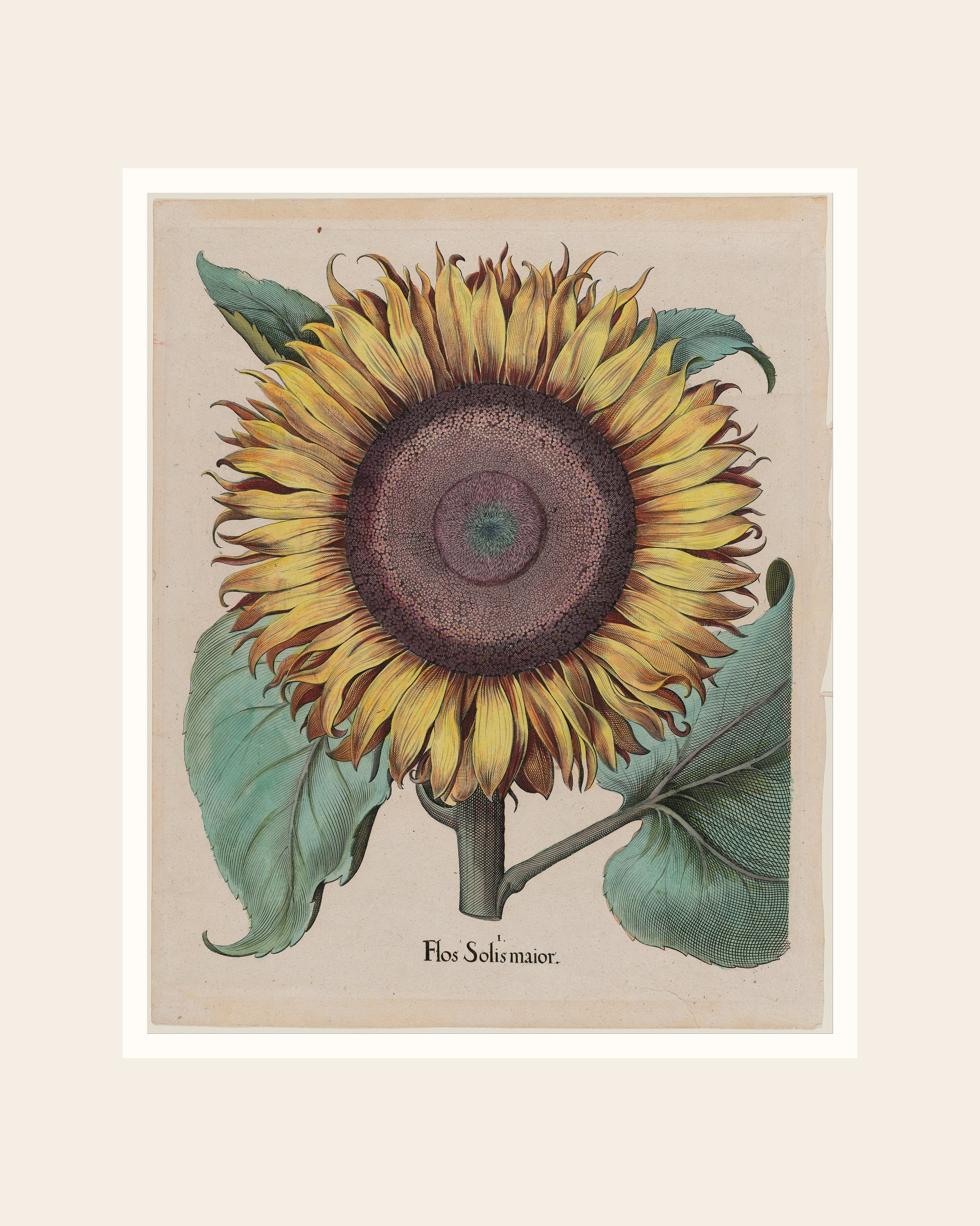Vintage Sunflower Botanical Print