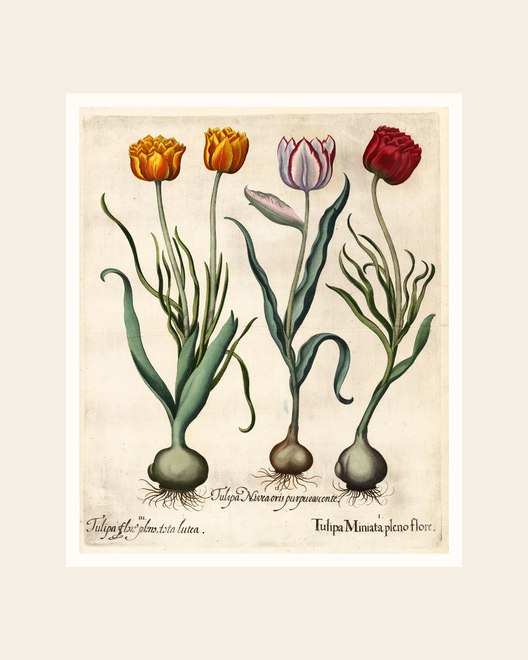 Vintage Tulip Botanical Print